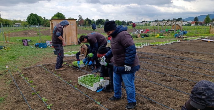 Eine Gruppe setzt Jungpflanzen auf einem Feld ein © Jugend am Werk