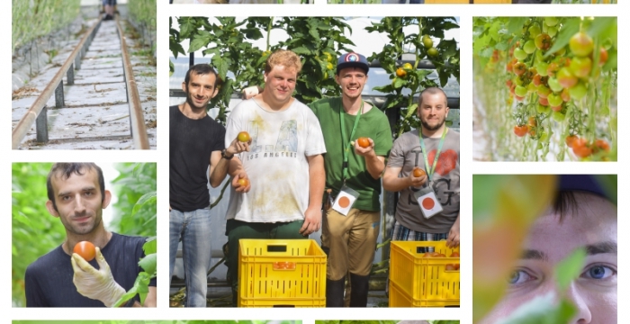 Lukas Slesak, Jovan Zecevic, Sebastian Mattausch, Michael Hauft bei der Paradeiserernte © Jugend am Werk