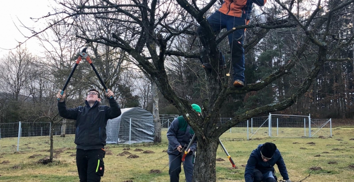 Jugendliche beim Baumschnitt © Jugend am Werk