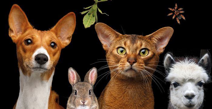 Haustiermesse Wien 2026 © Haustiermesse Wien