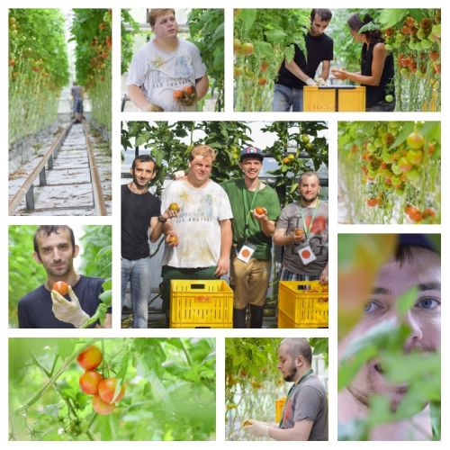 Lukas Slesak, Jovan Zecevic, Sebastian Mattausch, Michael Hauft bei der Paradeiserernte © Jugend am Werk