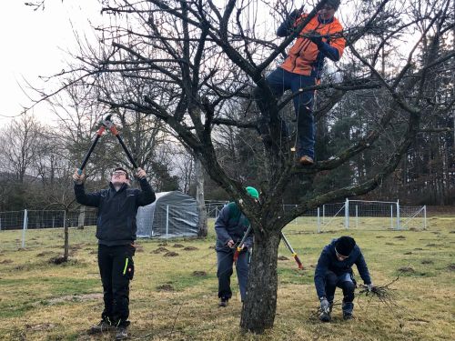 Jugendliche beim Baumschnitt © Jugend am Werk